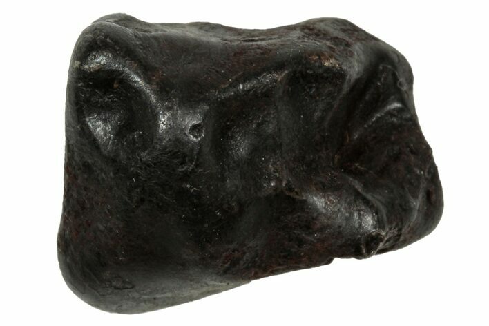 Fusion Crusted Sikhote-Alin Iron Meteorite ( g) - Russia #334533